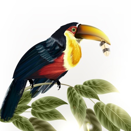 Illustration with  toucan sit on branch isolated on whiteのイラスト素材