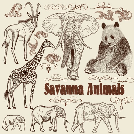 set of hand drawn detailed  African animals with calligraphic elementsのイラスト素材