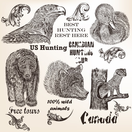 Collection of high detailed vector animals and swirls for designのイラスト素材