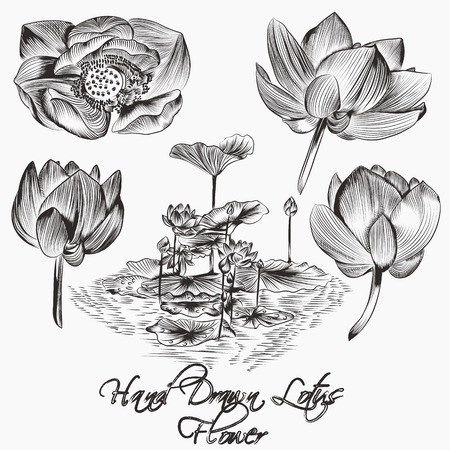 Collection of high detailed flowers for designのイラスト素材