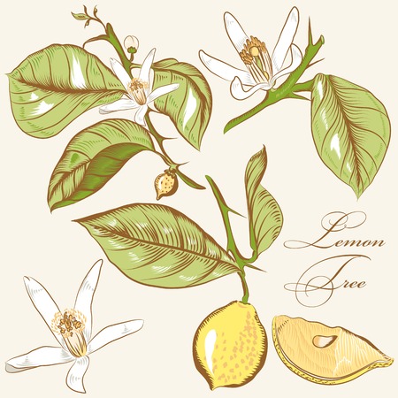 Vector set of hand drawn lemon flowers for designのイラスト素材