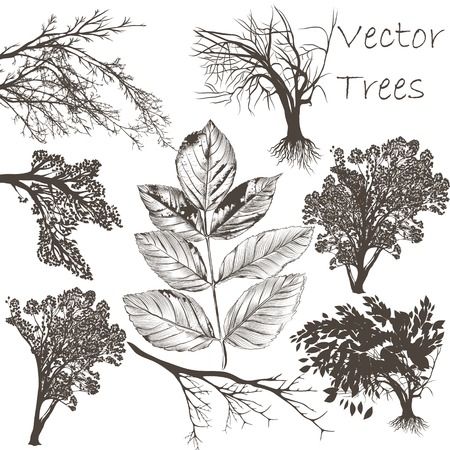 Set of vector hand drawn trees and leafs for designのイラスト素材