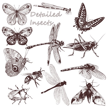 Set of detailed vector butterflies for designのイラスト素材