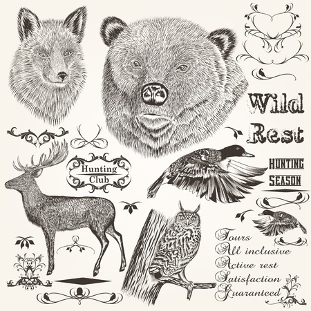 Set of vector detailed animals for designのイラスト素材