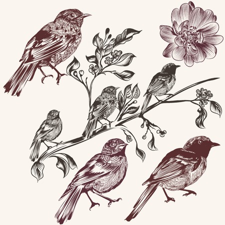 Vector set of detailed hand drawn birds for designのイラスト素材
