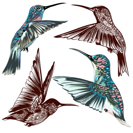 set of detailed hand drawn birds for designのイラスト素材