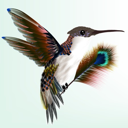 Vector illustration with realistic humming bird for designのイラスト素材