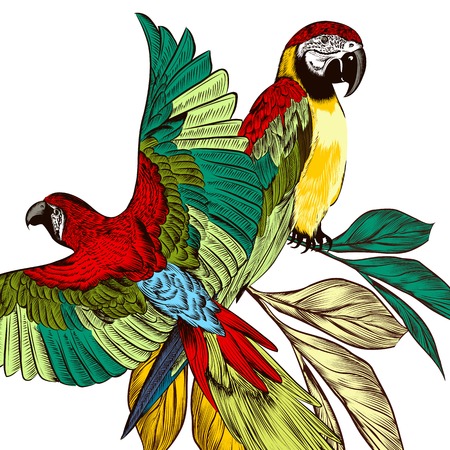 Couple of engraved parrots sitting on a branchのイラスト素材