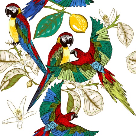 Couple of engraved parrots sit on a lemon branchesのイラスト素材