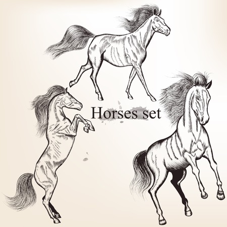 Vector set of detailed hand drawn horses for designのイラスト素材