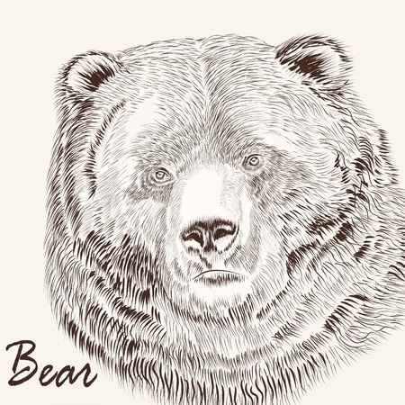 Animal hand drawn portrait of bearのイラスト素材