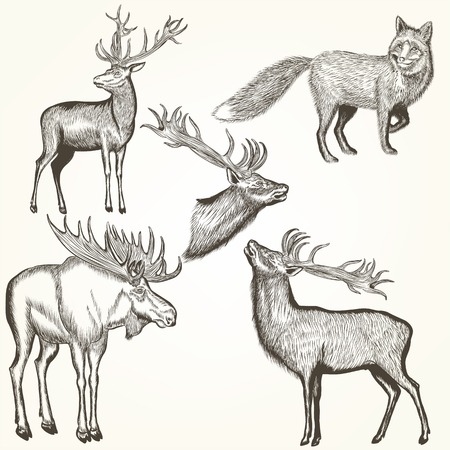 Collection of vector hand drawn animals in engraved styleのイラスト素材