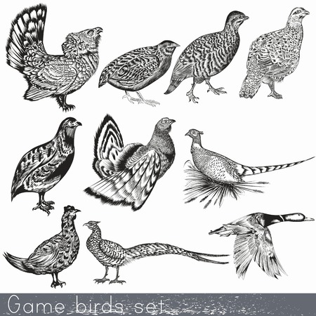 Game birds set in engraved vintage style hand drawnのイラスト素材