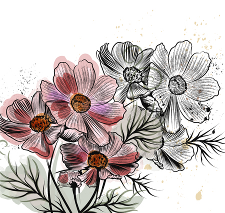 Beautiful vector illustration with cosmos flowers in engraved styleのイラスト素材