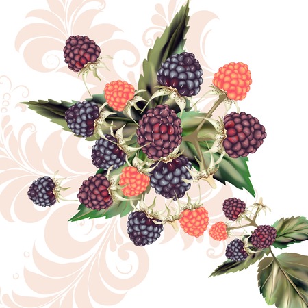 Beautiful background with raspberry on white background with ornamentのイラスト素材