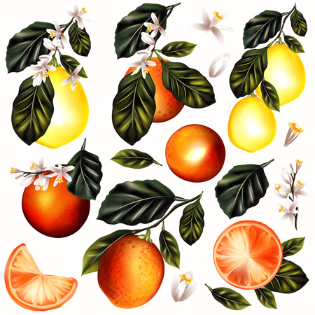 Collection or set of vector detailed citrus oranges and lemon on a blooming branches isolated on whiteのイラスト素材