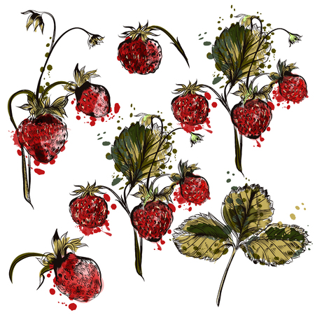 A collection of vector hand drawn strawberry plants in engraved and watercolor stylesのイラスト素材