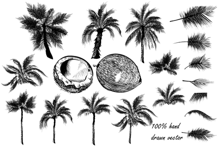 Big collection of  detailed palm trees and coconut for designのイラスト素材