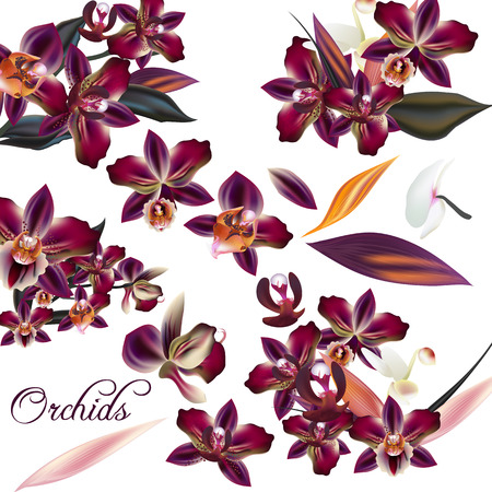A collection of realistic tropical orchid flowers for designのイラスト素材