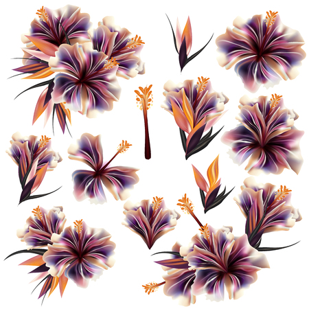 Collection of realistic detailed tropical flowers for design on white backgroundのイラスト素材
