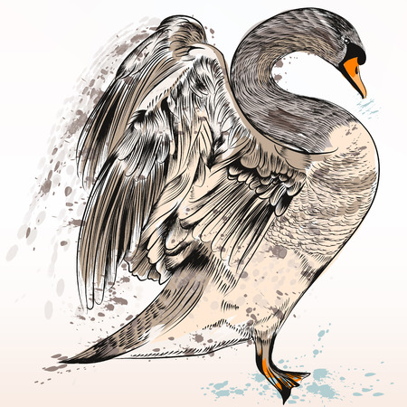 Illustration hand drawn swan in watercolor style and ink spotsのイラスト素材