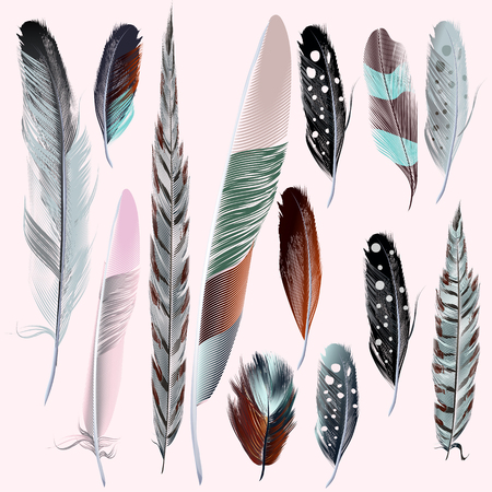 Set of vector realistic feathers for designのイラスト素材