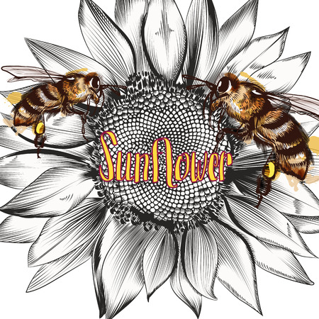 Illustration with vector hand drawn sunflower and beesのイラスト素材