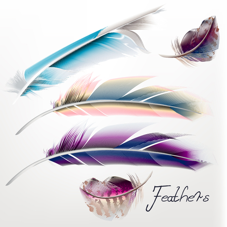Collection of vector realistic feathersのイラスト素材