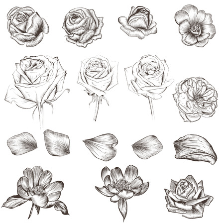 Collection of vector flowers. Hand drawn rosesのイラスト素材