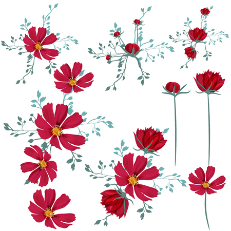 Collection of vector cosmos flowers for designのイラスト素材