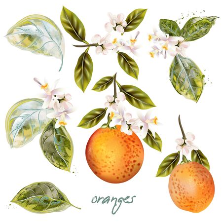 Set of vector blooming oranges with fruits and flowers vintage styleのイラスト素材