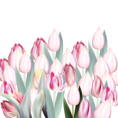 Floral vector illustration, vector pink tulips on white backgroundのイラスト素材