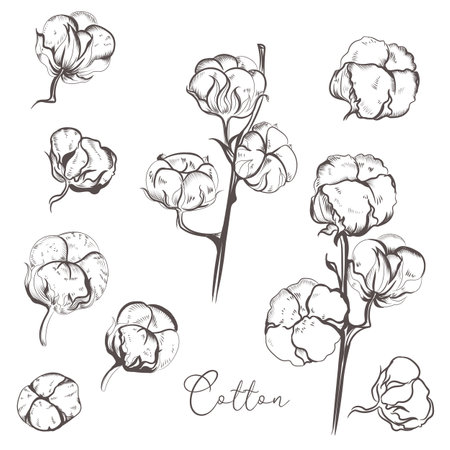 Collection of vector hand drawn cotton flowersのイラスト素材