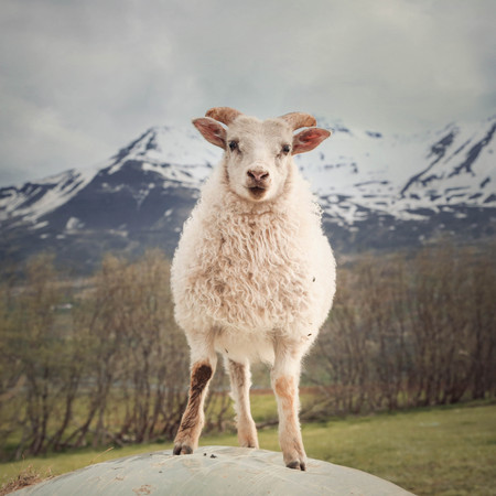 Cute lamb from Icelandの写真素材