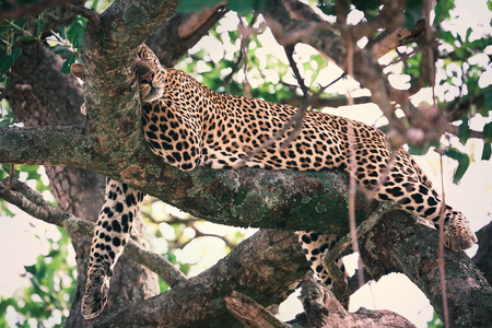 Leopard resting on at tree in Kenya, Masai Mara