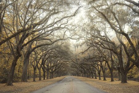The oak-lined driveway in Savannah, Georgiaの写真素材