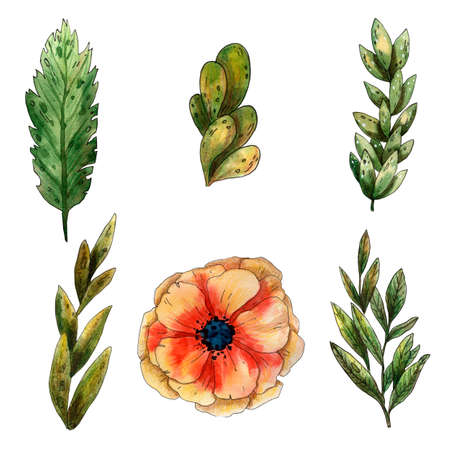 Watercolor red poppy setの写真素材