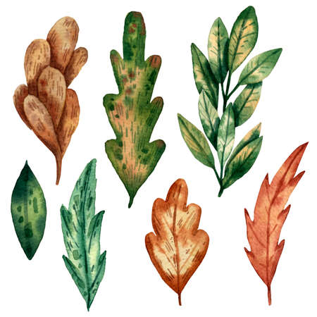 Watercolor leaves set. Autumn foliage. Cartoon style of illustration. Green and yellow leaves. Beautiful botanical decoration. Hand drawn style.の写真素材