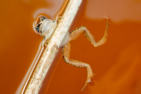 Funny frog holds on stick in waterの写真素材
