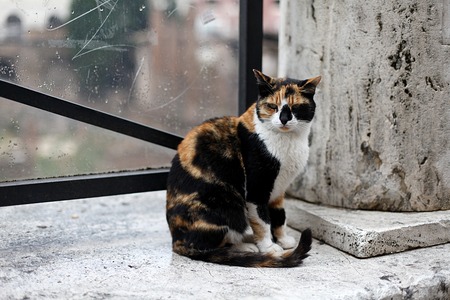 Multicolored cat sitting on the pavementの写真素材