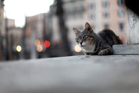 Sad street cat lying on the groundの写真素材
