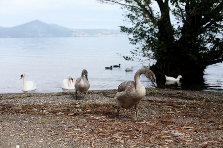 Geese on the shoresの写真素材