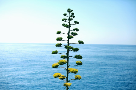 Green tree against seaの写真素材