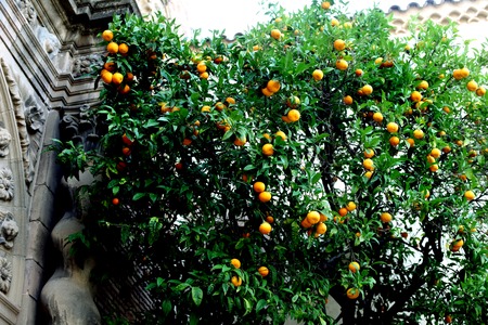 Mandarins to hang on the treeの写真素材