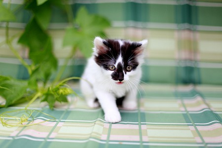 Kitten white with black spotsの写真素材