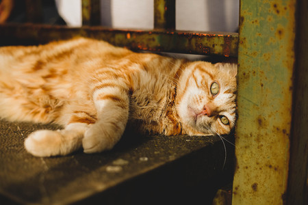 Street red cat. Animal in Florenze. Sweetの写真素材