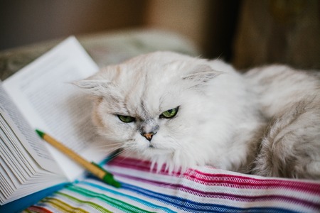 White cat reading a book. Animals sweetの写真素材