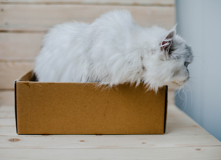 White cat sits in a box. Sweet moments.の写真素材