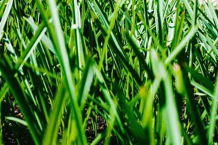 Green grass in the sunshine. Green nature