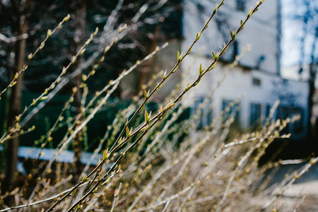 Blooming plants. Natural spring. Floral. Moscow. Plantの写真素材